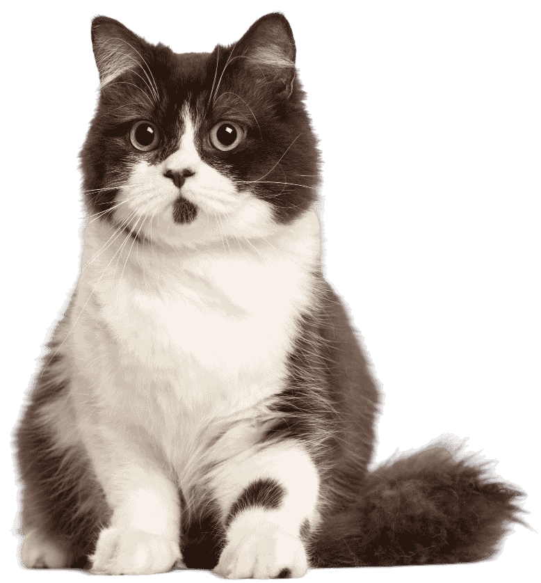 Cute Cat